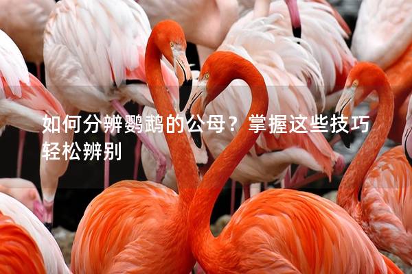 如何分辨鹦鹉的公母？掌握这些技巧轻松辨别