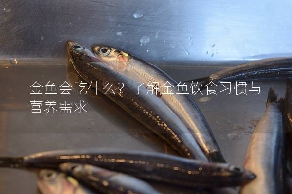 金鱼会吃什么？了解金鱼饮食习惯与营养需求