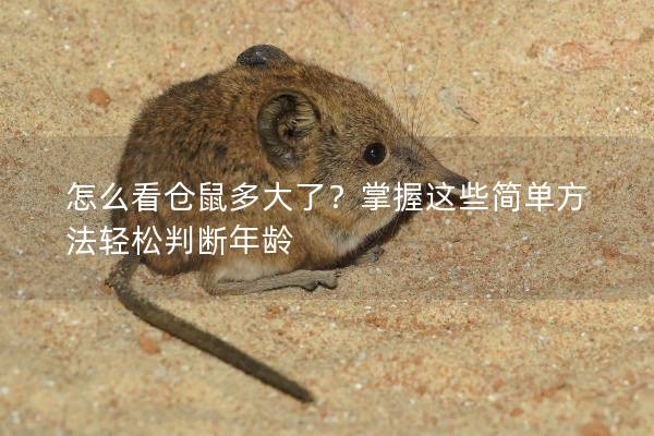 怎么看仓鼠多大了？掌握这些简单方法轻松判断年龄