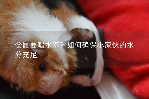 仓鼠要喝水不？如何确保小家伙的水分充足
