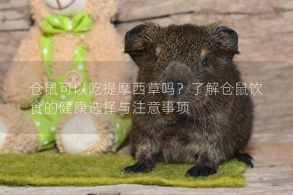 仓鼠可以吃提摩西草吗？了解仓鼠饮食的健康选择与注意事项