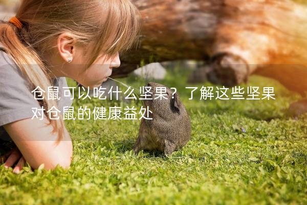 仓鼠可以吃什么坚果？了解这些坚果对仓鼠的健康益处