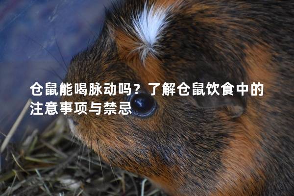 仓鼠能喝脉动吗？了解仓鼠饮食中的注意事项与禁忌