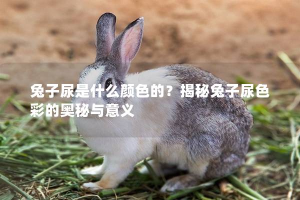 兔子尿是什么颜色的？揭秘兔子尿色彩的奥秘与意义