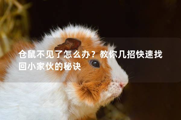 仓鼠不见了怎么办？教你几招快速找回小家伙的秘诀
