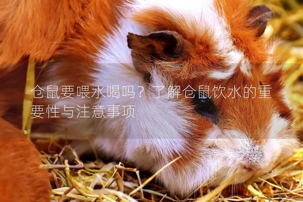 仓鼠要喂水喝吗？了解仓鼠饮水的重要性与注意事项