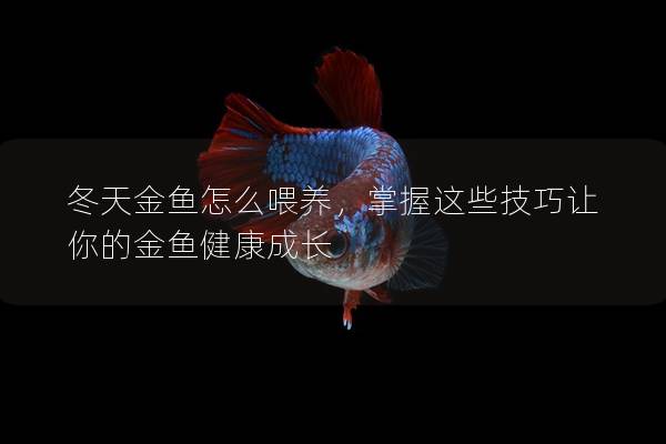 冬天金鱼怎么喂养，掌握这些技巧让你的金鱼健康成长