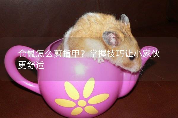 仓鼠怎么剪指甲？掌握技巧让小家伙更舒适