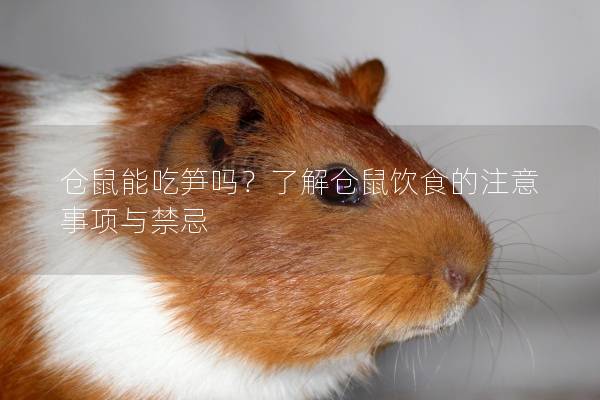 仓鼠能吃笋吗？了解仓鼠饮食的注意事项与禁忌