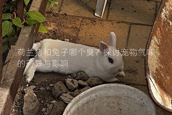 荷兰猪和兔子哪个臭？探讨宠物气味的差异与影响