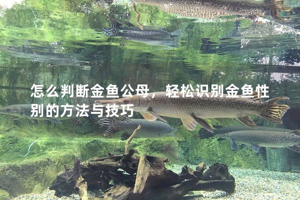 怎么判断金鱼公母，轻松识别金鱼性别的方法与技巧