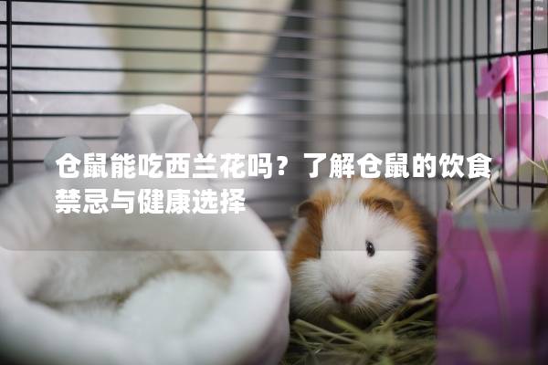 仓鼠能吃西兰花吗？了解仓鼠的饮食禁忌与健康选择