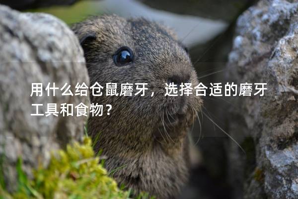 用什么给仓鼠磨牙，选择合适的磨牙工具和食物？