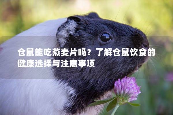 仓鼠能吃燕麦片吗？了解仓鼠饮食的健康选择与注意事项