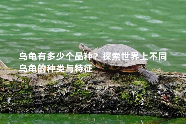 乌龟有多少个品种？探索世界上不同乌龟的种类与特征