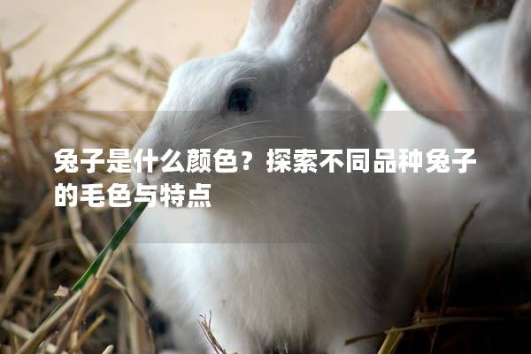 兔子是什么颜色？探索不同品种兔子的毛色与特点