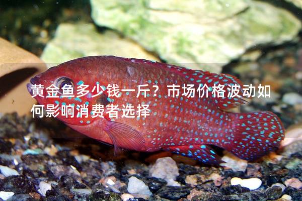 黄金鱼多少钱一斤？市场价格波动如何影响消费者选择