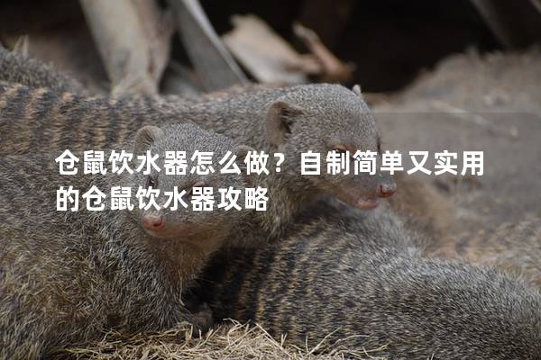 仓鼠饮水器怎么做？自制简单又实用的仓鼠饮水器攻略
