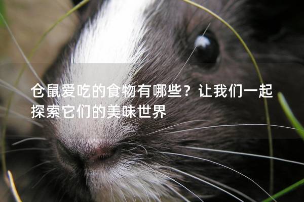 仓鼠爱吃的食物有哪些？让我们一起探索它们的美味世界