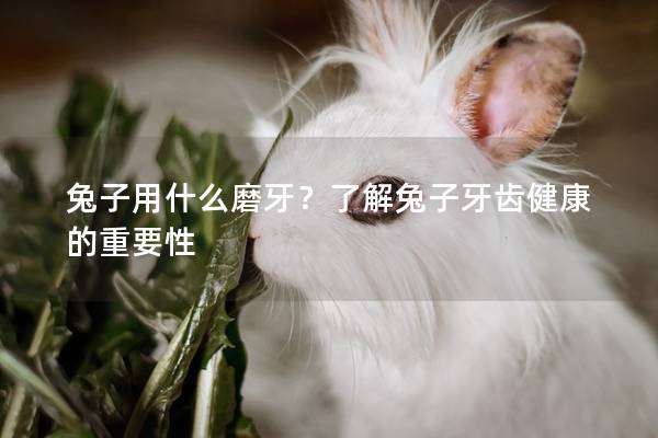 兔子用什么磨牙？了解兔子牙齿健康的重要性