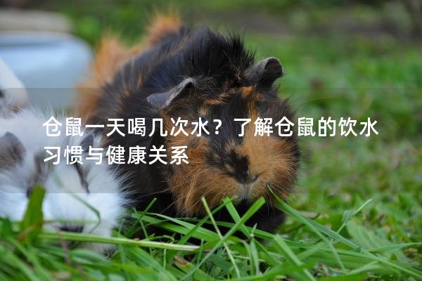 仓鼠一天喝几次水？了解仓鼠的饮水习惯与健康关系