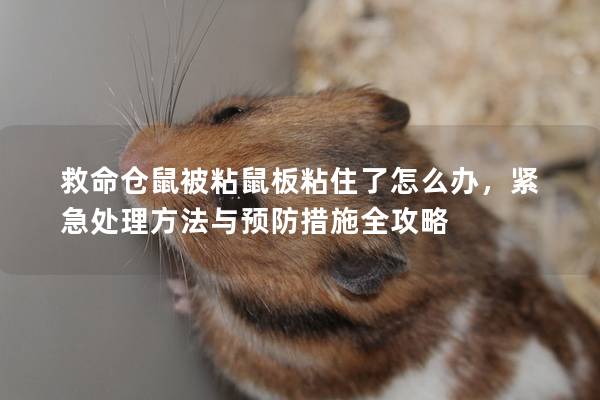 救命仓鼠被粘鼠板粘住了怎么办，紧急处理方法与预防措施全攻略