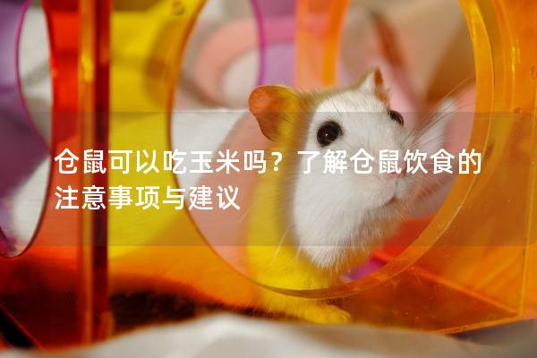 仓鼠可以吃玉米吗？了解仓鼠饮食的注意事项与建议