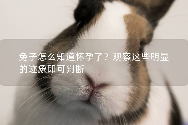 兔子怎么知道怀孕了？观察这些明显的迹象即可判断