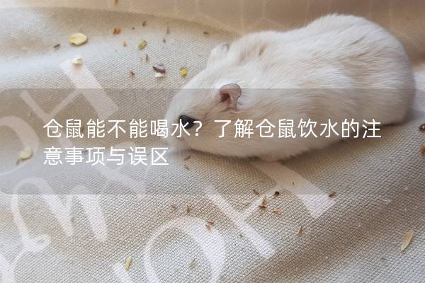 仓鼠能不能喝水？了解仓鼠饮水的注意事项与误区