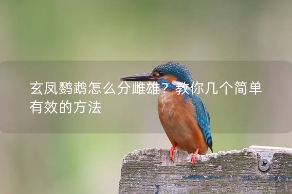 玄凤鹦鹉怎么分雌雄？教你几个简单有效的方法