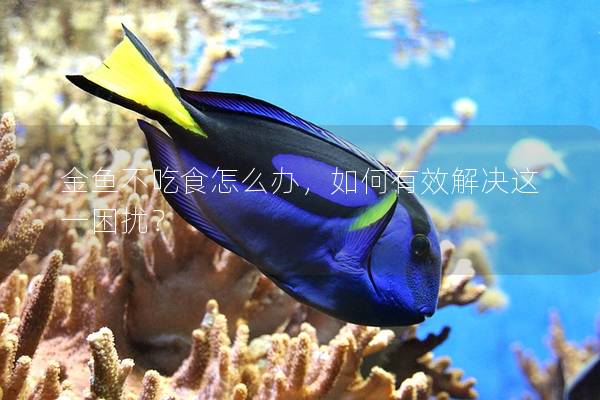 金鱼不吃食怎么办，如何有效解决这一困扰？