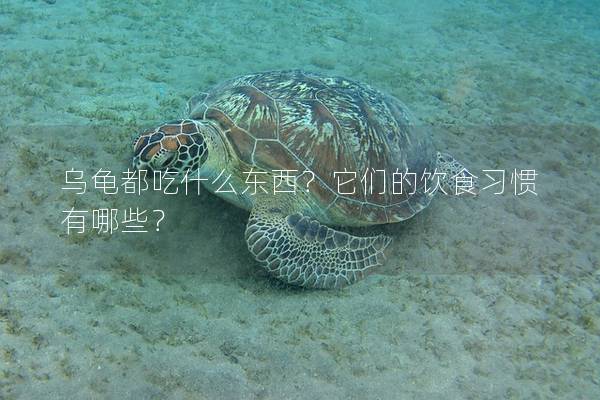 乌龟都吃什么东西？它们的饮食习惯有哪些？