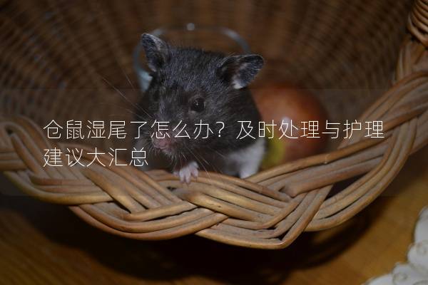 仓鼠湿尾了怎么办？及时处理与护理建议大汇总