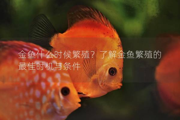 金鱼什么时候繁殖？了解金鱼繁殖的最佳时机与条件