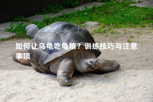 如何让乌龟吃龟粮？训练技巧与注意事项