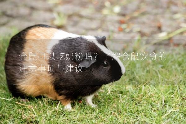 仓鼠可以吃奶粉吗？了解仓鼠饮食的注意事项与建议