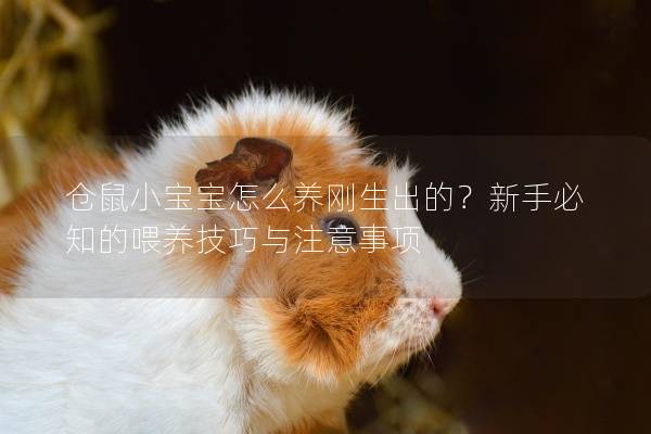 仓鼠小宝宝怎么养刚生出的？新手必知的喂养技巧与注意事项