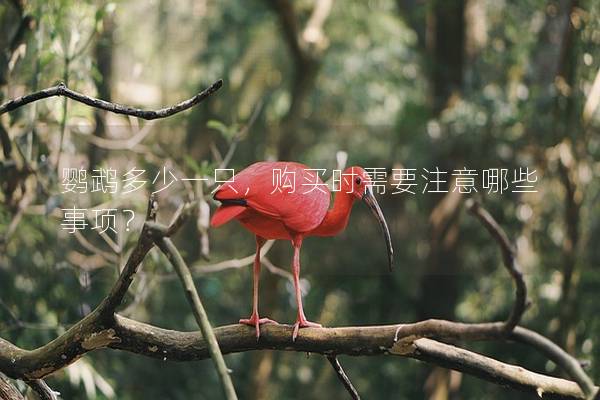 鹦鹉多少一只，购买时需要注意哪些事项？