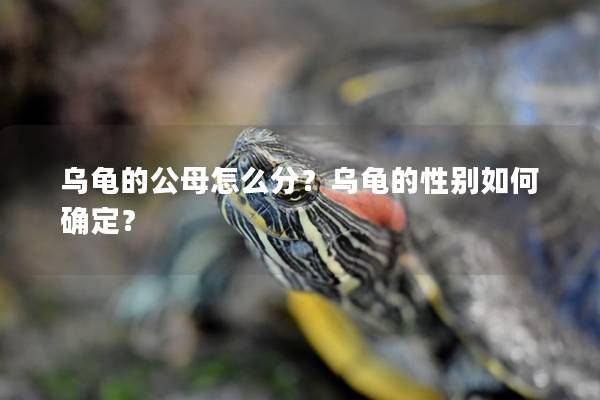 乌龟的公母怎么分？乌龟的性别如何确定？
