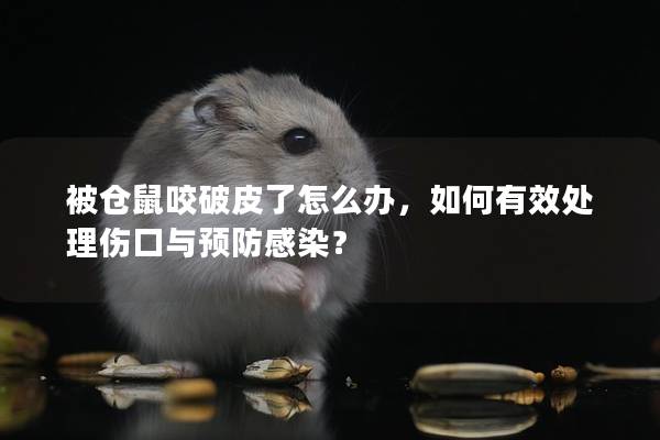 被仓鼠咬破皮了怎么办，如何有效处理伤口与预防感染？