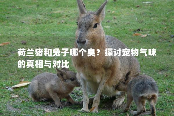 荷兰猪和兔子哪个臭？探讨宠物气味的真相与对比