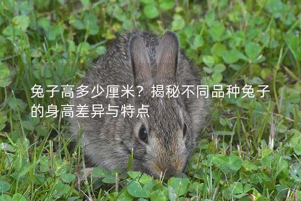 兔子高多少厘米？揭秘不同品种兔子的身高差异与特点