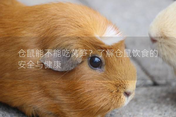 仓鼠能不能吃莴笋？了解仓鼠饮食的安全与健康