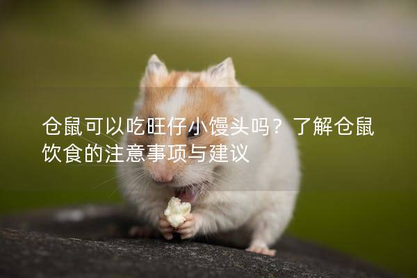 仓鼠可以吃旺仔小馒头吗？了解仓鼠饮食的注意事项与建议