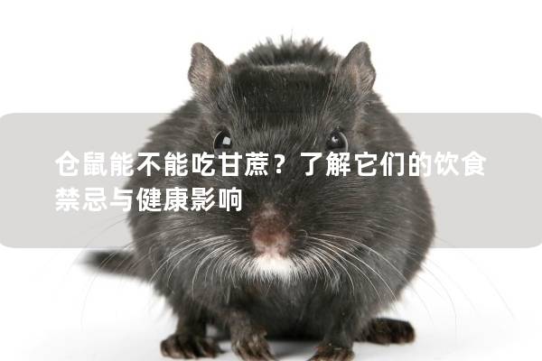 仓鼠能不能吃甘蔗？了解它们的饮食禁忌与健康影响