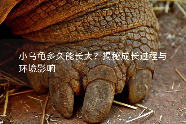 小乌龟多久能长大？揭秘成长过程与环境影响