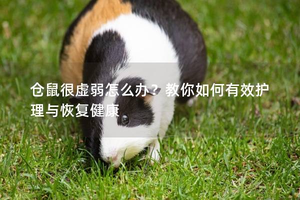 仓鼠很虚弱怎么办？教你如何有效护理与恢复健康