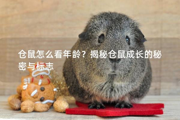 仓鼠怎么看年龄？揭秘仓鼠成长的秘密与标志