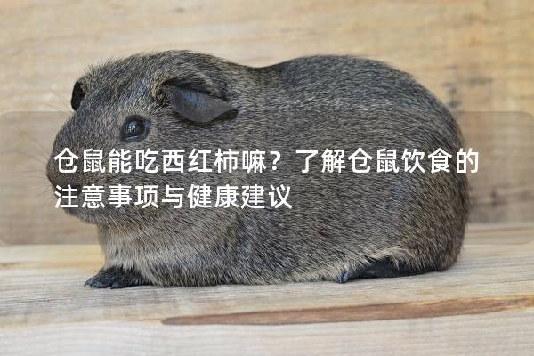 仓鼠能吃西红柿嘛？了解仓鼠饮食的注意事项与健康建议