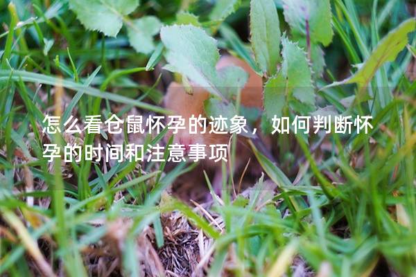 怎么看仓鼠怀孕的迹象，如何判断怀孕的时间和注意事项